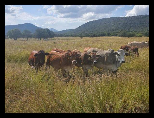 FARM FOR SALE IN MOKOPANE RURAL